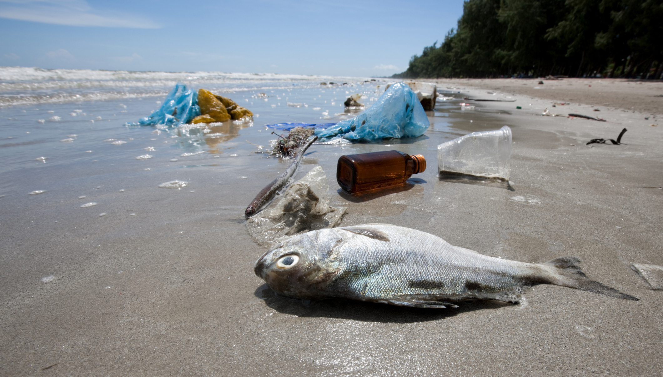 Denize Atılan Plastik Canlıları Nasıl Etkiler